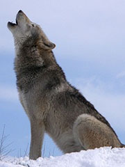 Howling Wolf